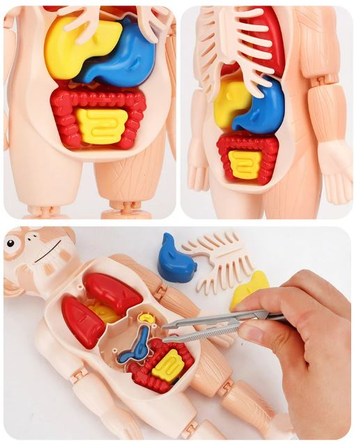 3D Educational Human Anatomy Puzzle