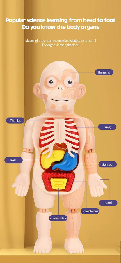 3D Educational Human Anatomy Puzzle