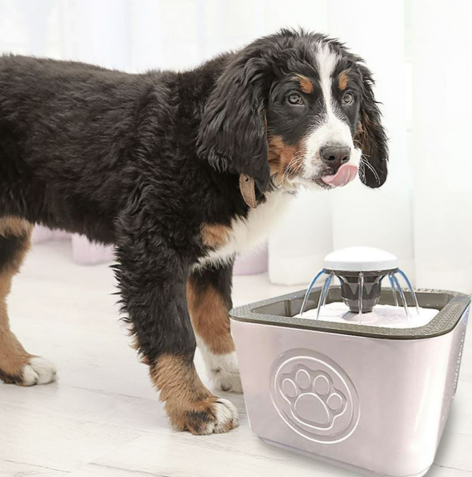 Paw Perfect Pet Water Fountain